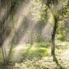 emotions_nature