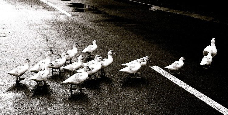 ducks_leadership